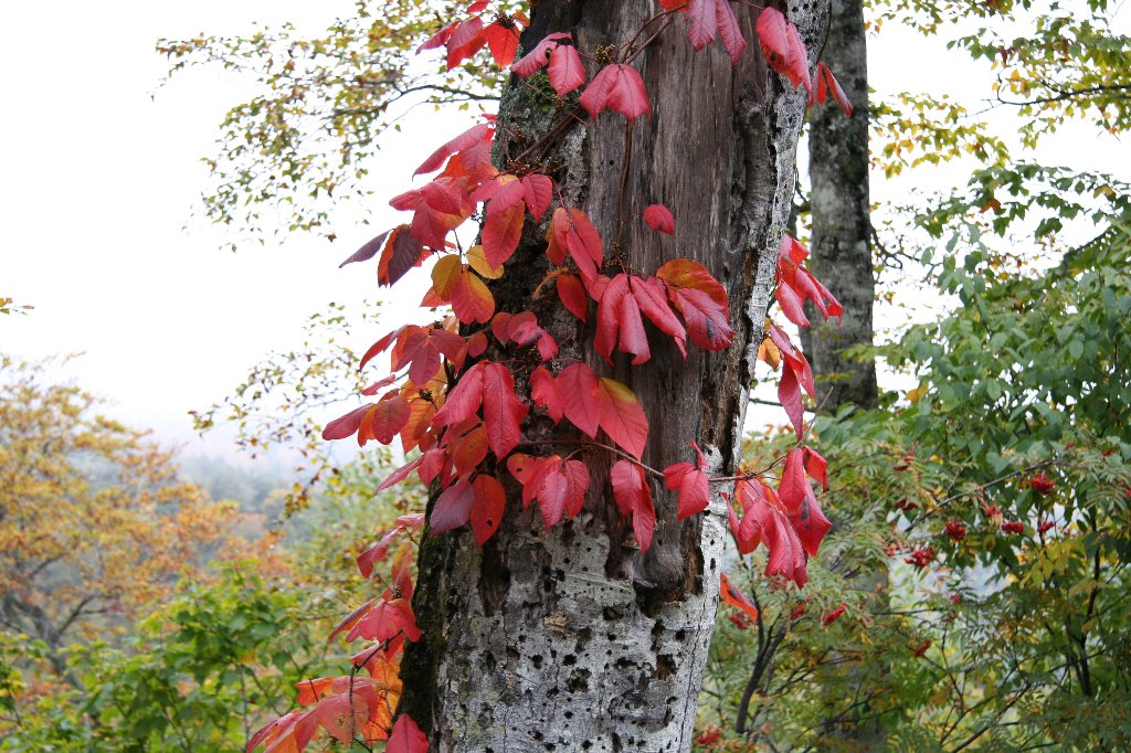 奥利根に水源の森があります 紅葉の真っ盛りでした